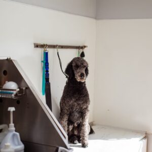 pexels-goochie-poochie-19145874